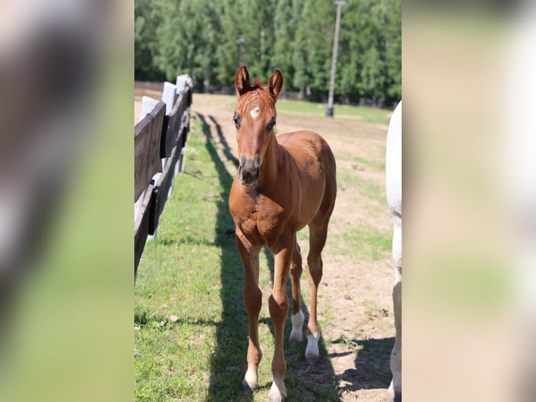 Polnisches Warmblut Hengst  170 cm Dunkelfuchs in Barczewo