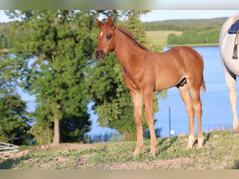 Polnisches Warmblut Hengst  170 cm Dunkelfuchs in Barczewo