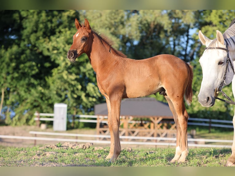 Polnisches Warmblut Hengst  170 cm Dunkelfuchs in Barczewo