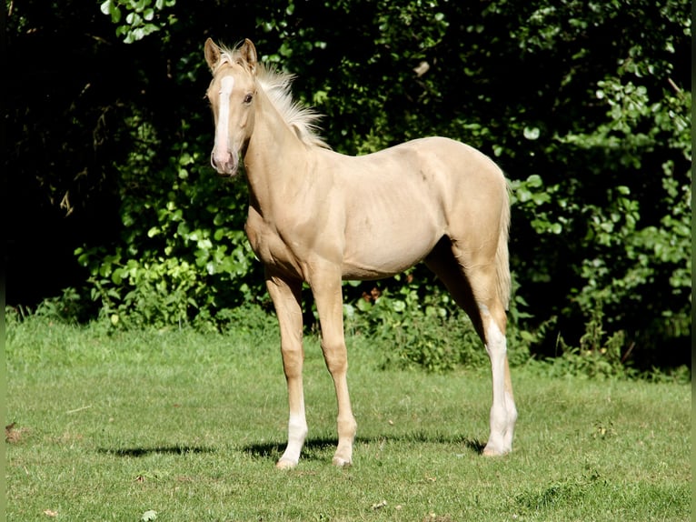 Polnisches Warmblut Hengst Fohlen (06/2025) 170 cm Palomino in Chojna