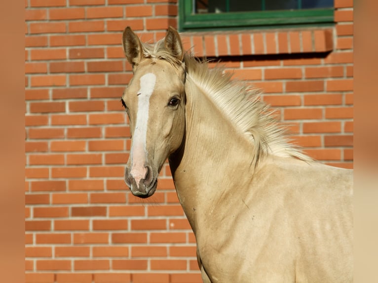 Polnisches Warmblut Hengst Fohlen (06/2025) 170 cm Palomino in Chojna
