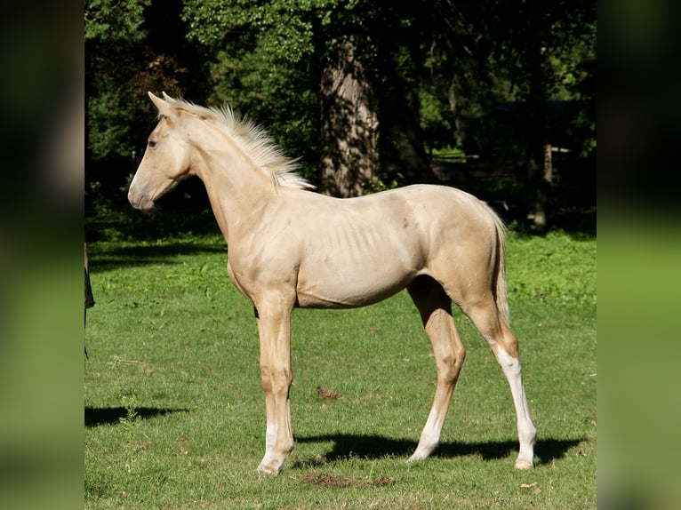 Polnisches Warmblut Hengst Fohlen (06/2025) 170 cm Palomino in Chojna