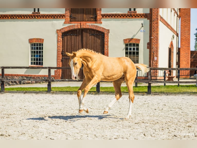 Polnisches Warmblut Hengst Fohlen (03/2025) 170 cm Palomino in Grudzi&#x105;dz