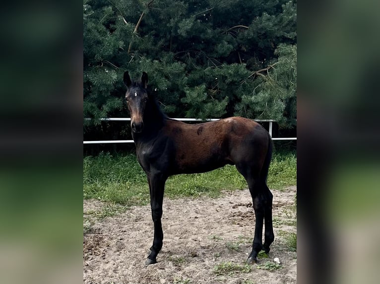 Polnisches Warmblut Hengst Fohlen (04/2024) 170 cm Schwarzbrauner in Dzięczyna