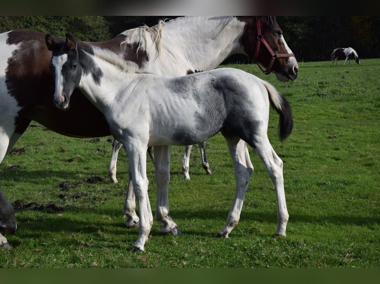 Polnisches Warmblut Hengst Fohlen (06/2024) Schecke in Chelmno