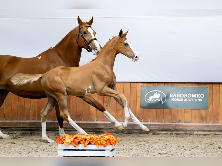 Polnisches Warmblut Hengst Fohlen (04/2025) in Babor&#xF3;wko