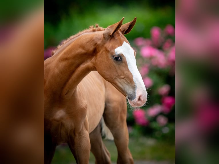 Polnisches Warmblut Hengst Fohlen (04/2025) in Babor&#xF3;wko