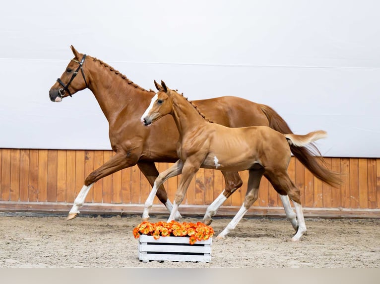 Polnisches Warmblut Hengst Fohlen (04/2025) in Babor&#xF3;wko