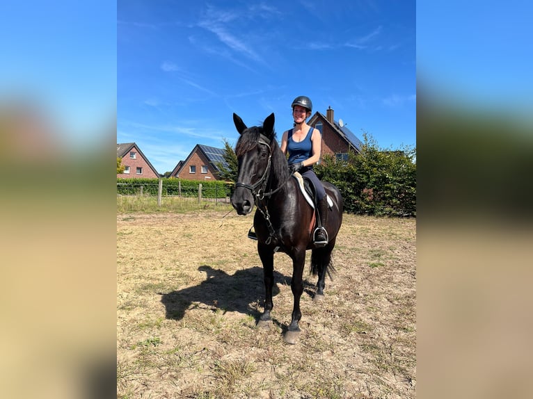 Polnisches Warmblut Stute 10 Jahre 161 cm Schwarzbrauner in Emsdetten