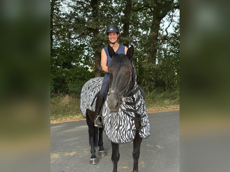 Polnisches Warmblut Stute 10 Jahre 161 cm Schwarzbrauner in Emsdetten