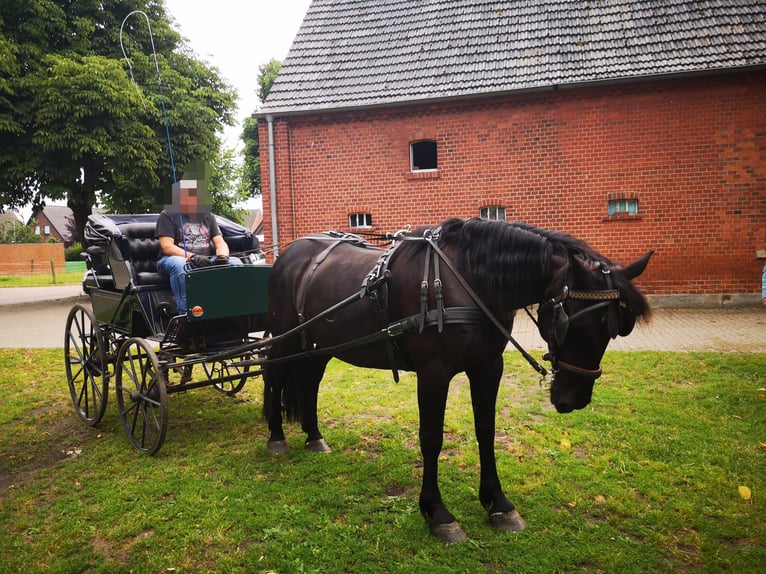 Polnisches Warmblut Stute 10 Jahre 161 cm Schwarzbrauner in Emsdetten