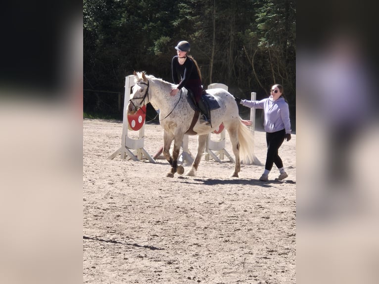 Polnisches Warmblut Stute 10 Jahre 163 cm Tigerschecke in Weinheim
