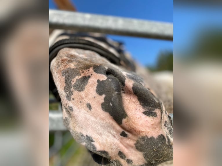 Polnisches Warmblut Stute 10 Jahre 163 cm Tigerschecke in Weinheim
