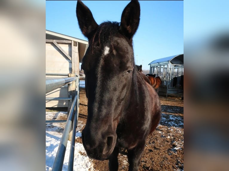 Polnisches Warmblut Stute 11 Jahre 152 cm Rappe in Genderkingen