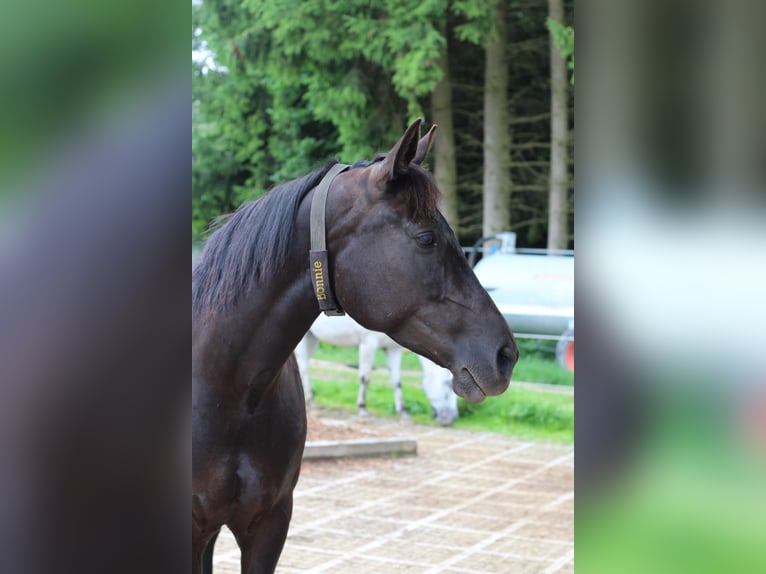 Polnisches Warmblut Stute 11 Jahre 152 cm Rappe in Genderkingen