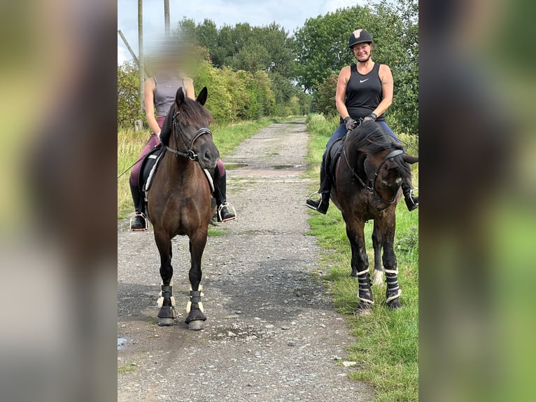 Polnisches Warmblut Stute 12 Jahre 155 cm Rappe in Ohrsleben