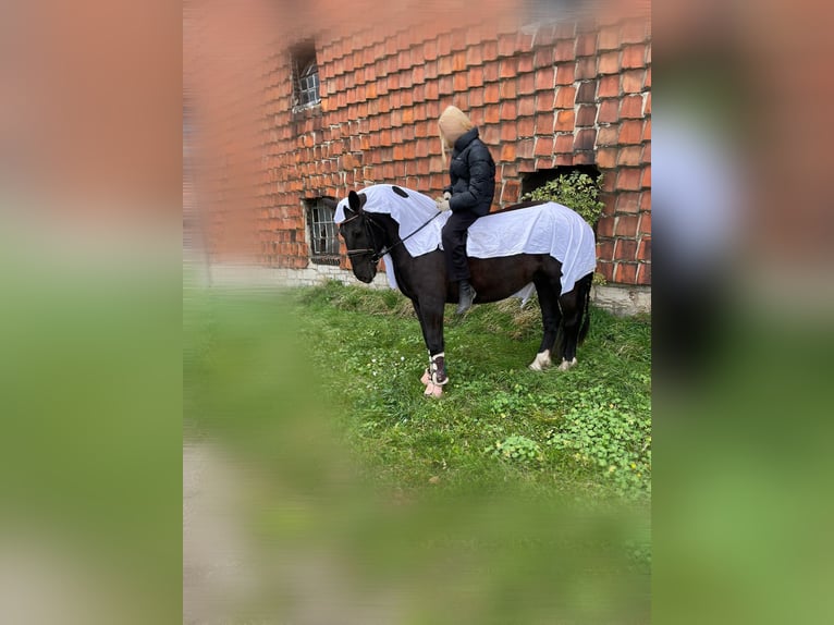 Polnisches Warmblut Stute 12 Jahre 155 cm Rappe in Ohrsleben