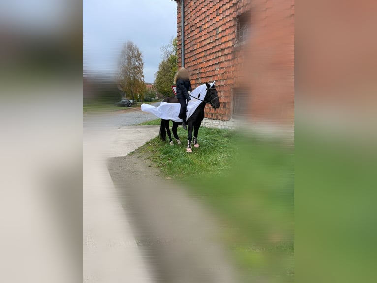 Polnisches Warmblut Stute 12 Jahre 155 cm Rappe in Ohrsleben