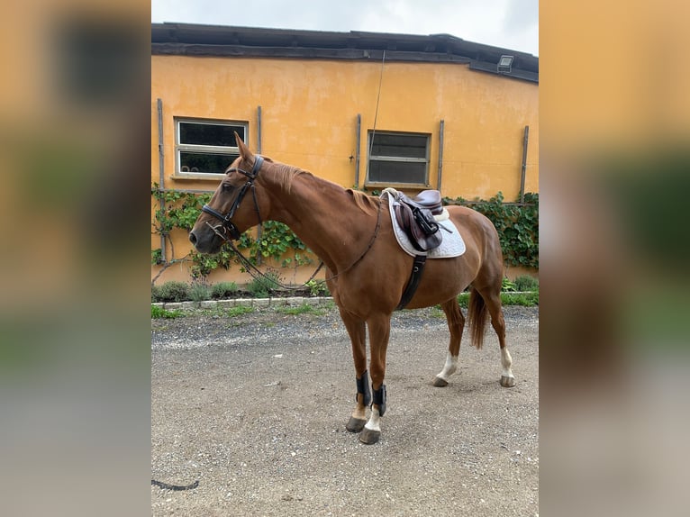 Polnisches Warmblut Stute 12 Jahre 163 cm Fuchs in Neumarkt in der Oberpfalz