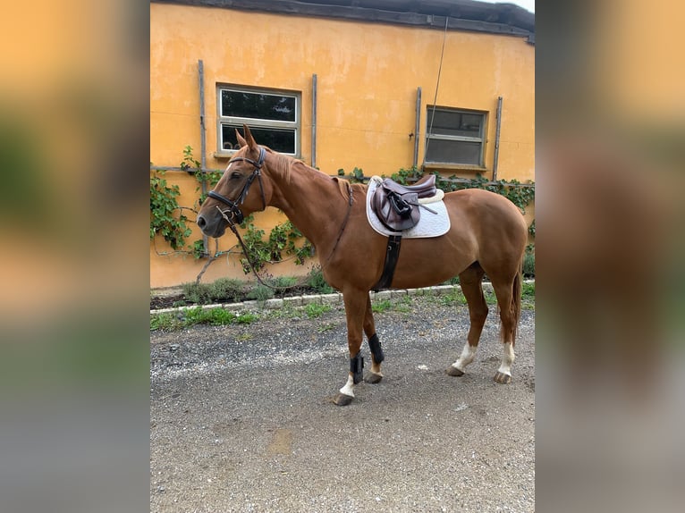 Polnisches Warmblut Stute 12 Jahre 163 cm Fuchs in Neumarkt in der Oberpfalz