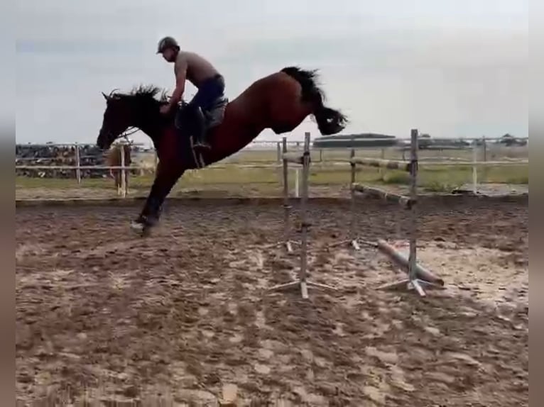 Polnisches Warmblut Stute 12 Jahre 165 cm Brauner in Papenhagen