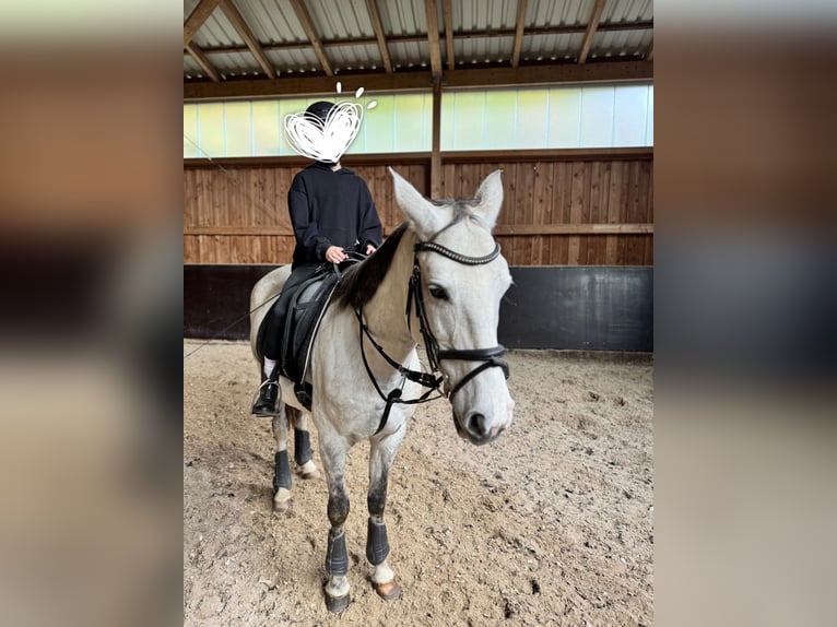 Polnisches Warmblut Stute 13 Jahre 158 cm Apfelschimmel in Tholey