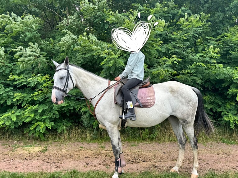 Polnisches Warmblut Stute 13 Jahre 158 cm Apfelschimmel in Tholey