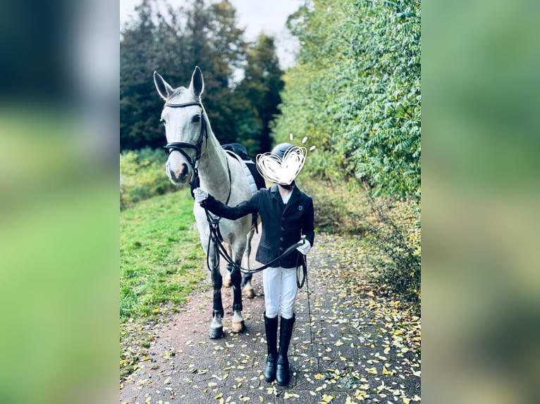 Polnisches Warmblut Stute 13 Jahre 158 cm Apfelschimmel in Tholey