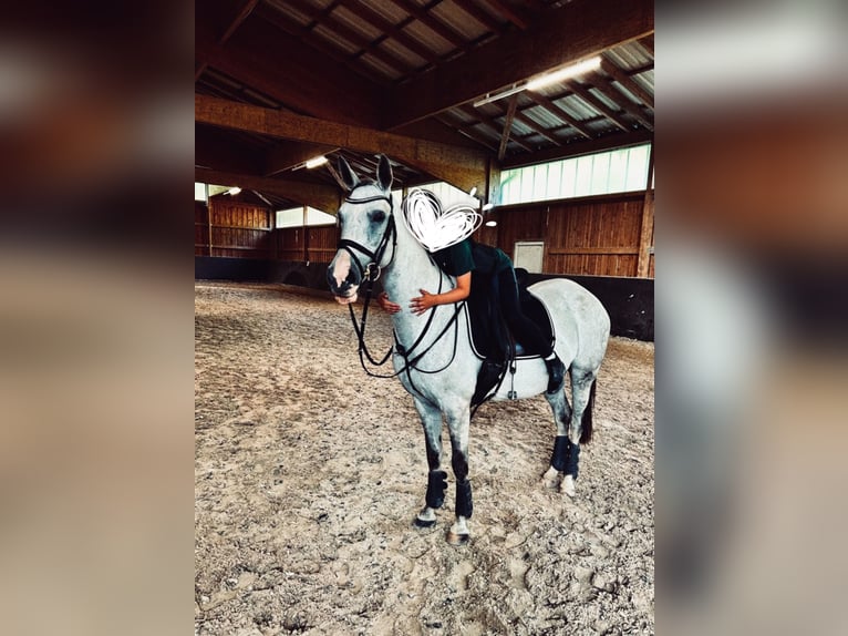 Polnisches Warmblut Stute 13 Jahre 158 cm Apfelschimmel in Tholey