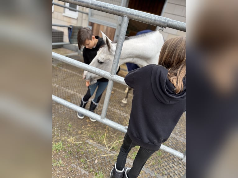 Polnisches Warmblut Stute 13 Jahre 158 cm Apfelschimmel in Tholey