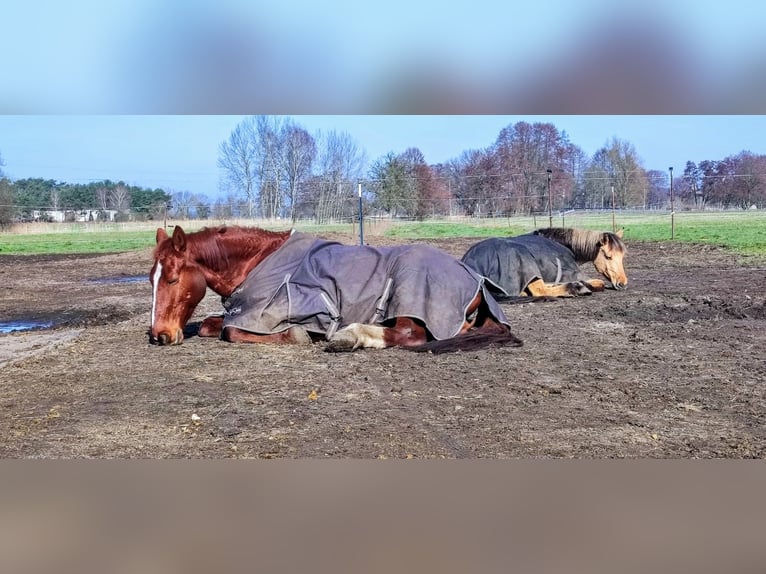 Polnisches Warmblut Stute 13 Jahre 160 cm Fuchs in Neuhausen Spree