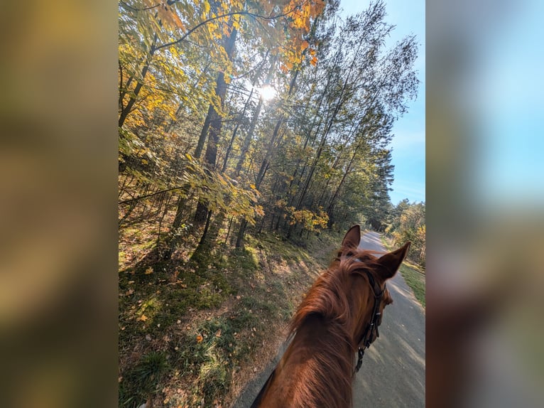 Polnisches Warmblut Stute 13 Jahre 160 cm Fuchs in Neuhausen Spree