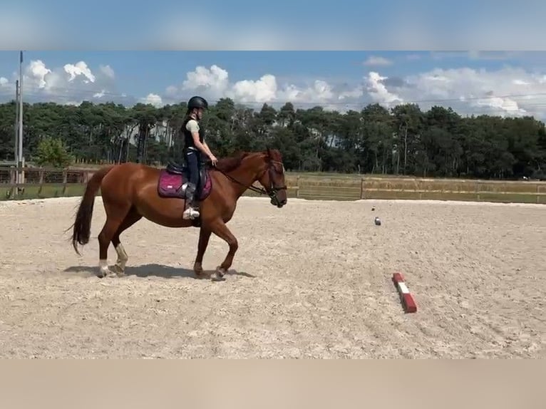 Polnisches Warmblut Stute 13 Jahre 160 cm Fuchs in Neuhausen Spree