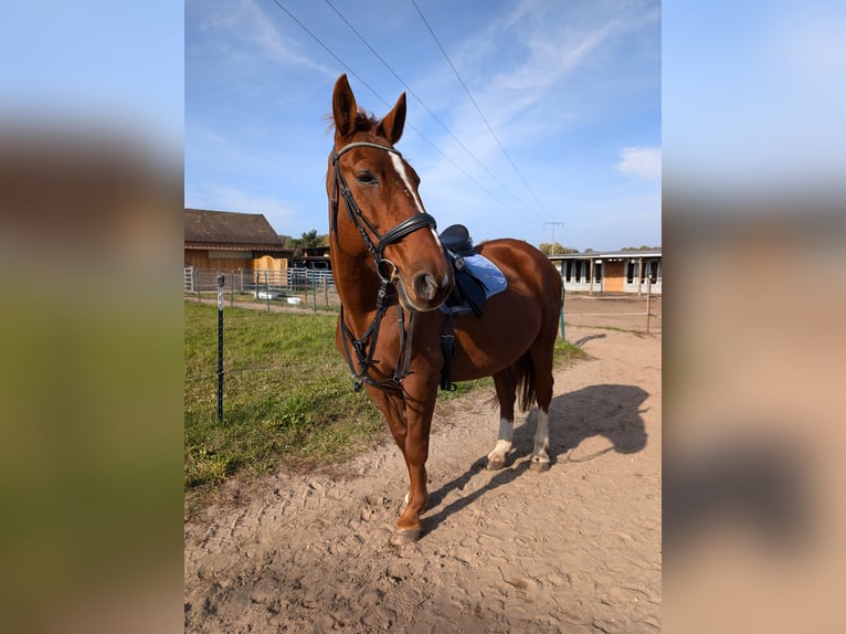 Polnisches Warmblut Stute 13 Jahre 160 cm Fuchs in Neuhausen Spree
