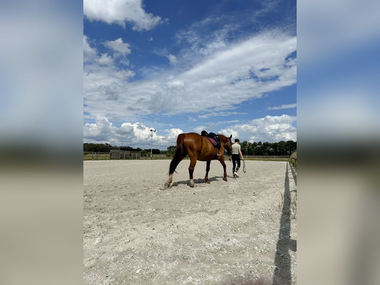 Polnisches Warmblut Stute 13 Jahre 160 cm Fuchs in Neuhausen Spree