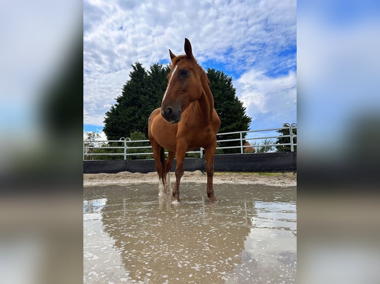 Polnisches Warmblut Stute 13 Jahre 160 cm Fuchs in Neuhausen Spree