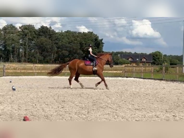 Polnisches Warmblut Stute 13 Jahre 160 cm Fuchs in Neuhausen Spree