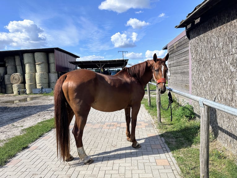 Polnisches Warmblut Stute 13 Jahre 160 cm Fuchs in Neuhausen Spree