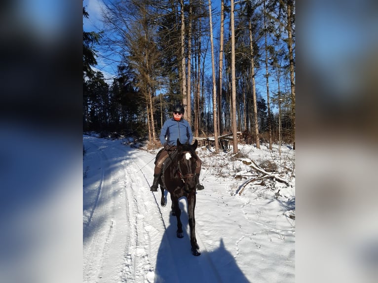 Polnisches Warmblut Stute 13 Jahre 161 cm Rappe in Sche&#xDF;litz