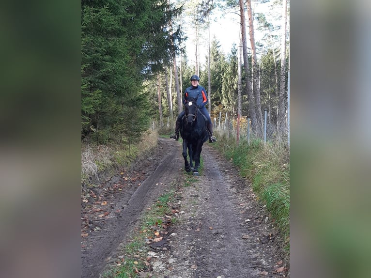 Polnisches Warmblut Stute 13 Jahre 161 cm Rappe in Sche&#xDF;litz