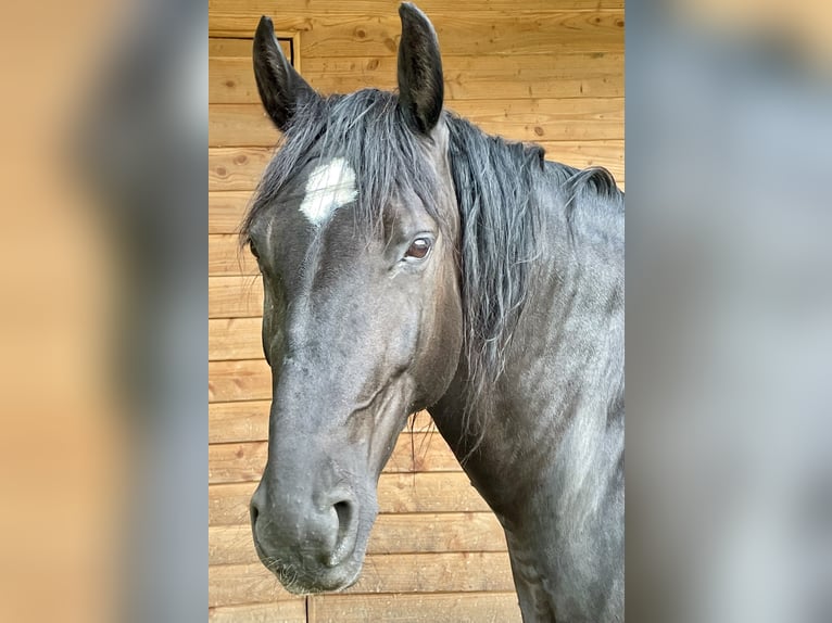 Polnisches Warmblut Stute 13 Jahre 161 cm Rappe in Sche&#xDF;litz