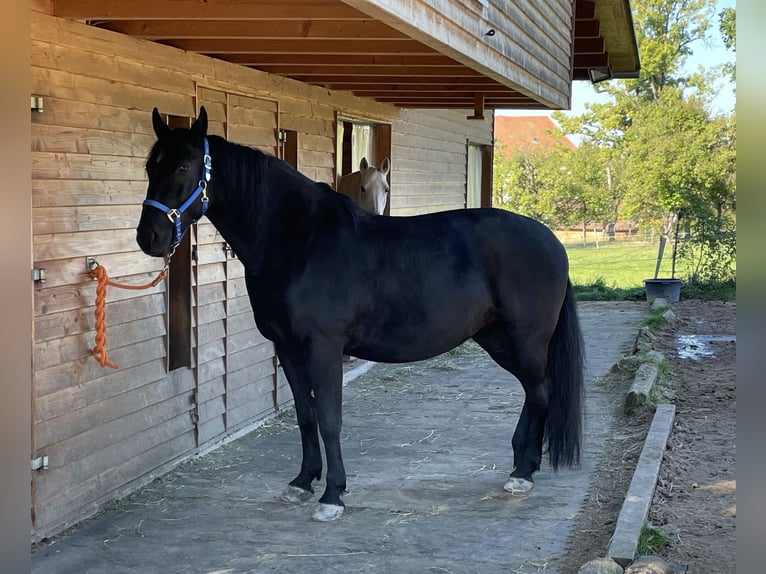 Polnisches Warmblut Stute 13 Jahre 161 cm Rappe in Sche&#xDF;litz