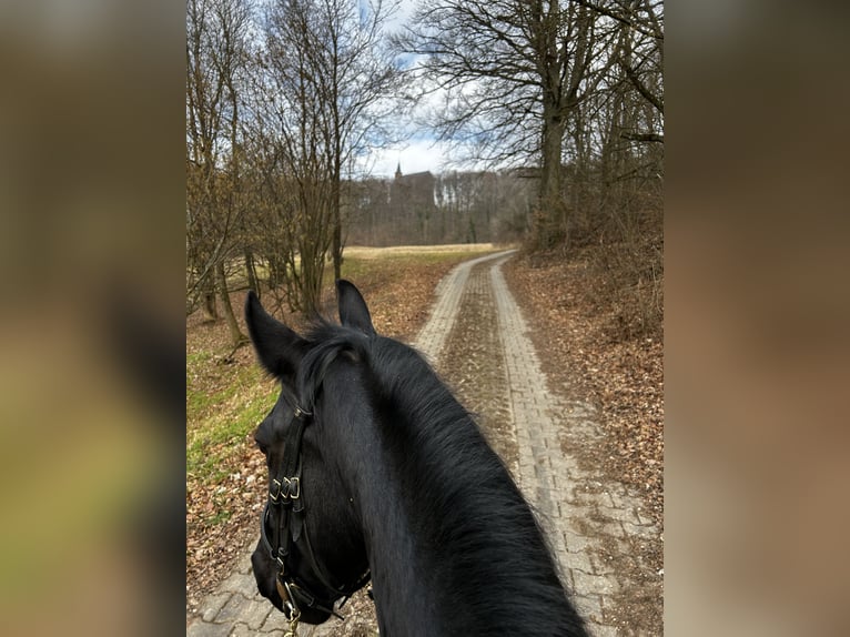 Polnisches Warmblut Stute 13 Jahre 161 cm Rappe in Sche&#xDF;litz