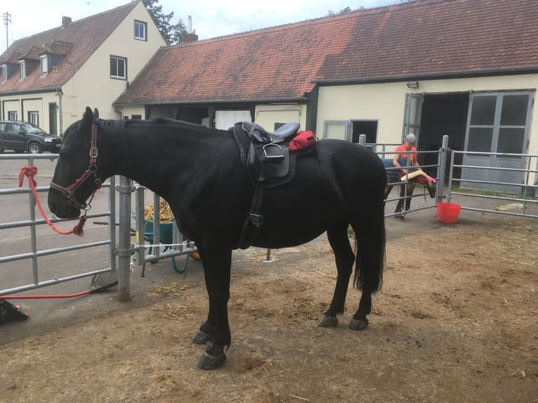 Polnisches Warmblut Stute 13 Jahre 161 cm Rappe in Sche&#xDF;litz