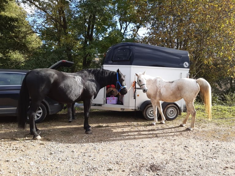 Polnisches Warmblut Stute 13 Jahre 161 cm Rappe in Sche&#xDF;litz
