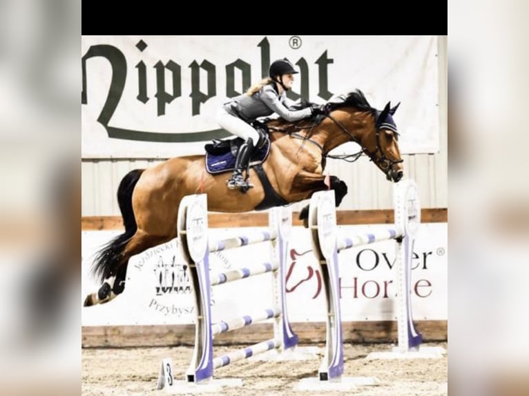 Polnisches Warmblut Stute 13 Jahre 171 cm Brauner in Brzoza