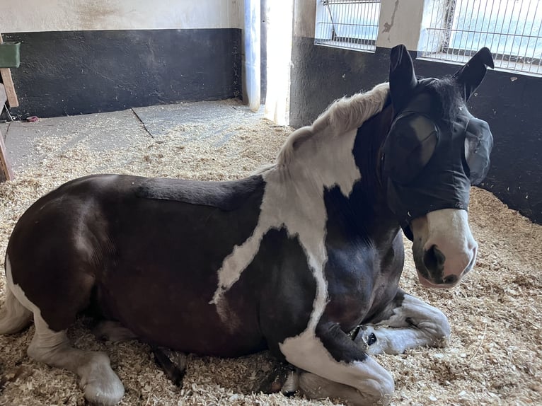 Polnisches Warmblut Mix Stute 14 Jahre 154 cm Schecke in Traventhal