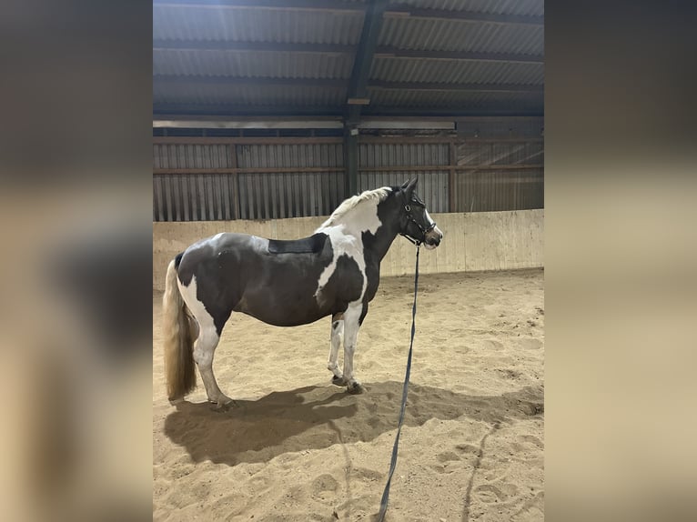 Polnisches Warmblut Mix Stute 14 Jahre 154 cm Schecke in Traventhal