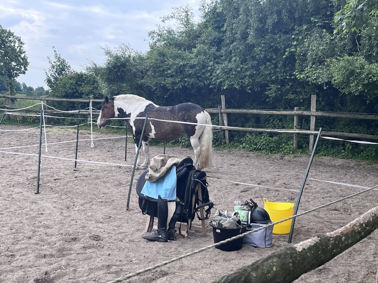 Polnisches Warmblut Mix Stute 14 Jahre 154 cm Schecke in Traventhal