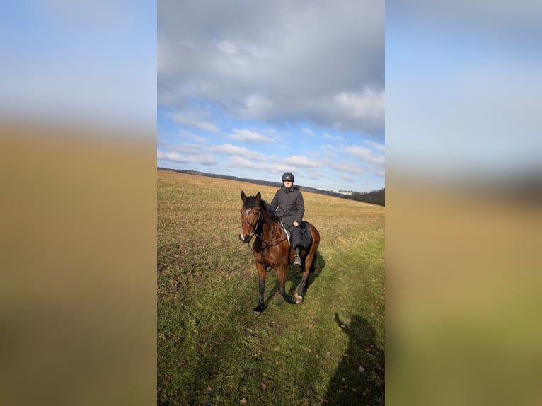 Polnisches Warmblut Stute 14 Jahre 165 cm in Ulm